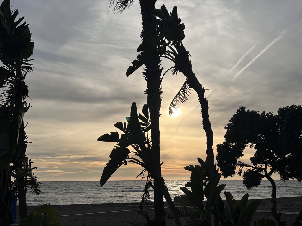 Foto: palmeras mirando al mar - Torrox (Málaga), España