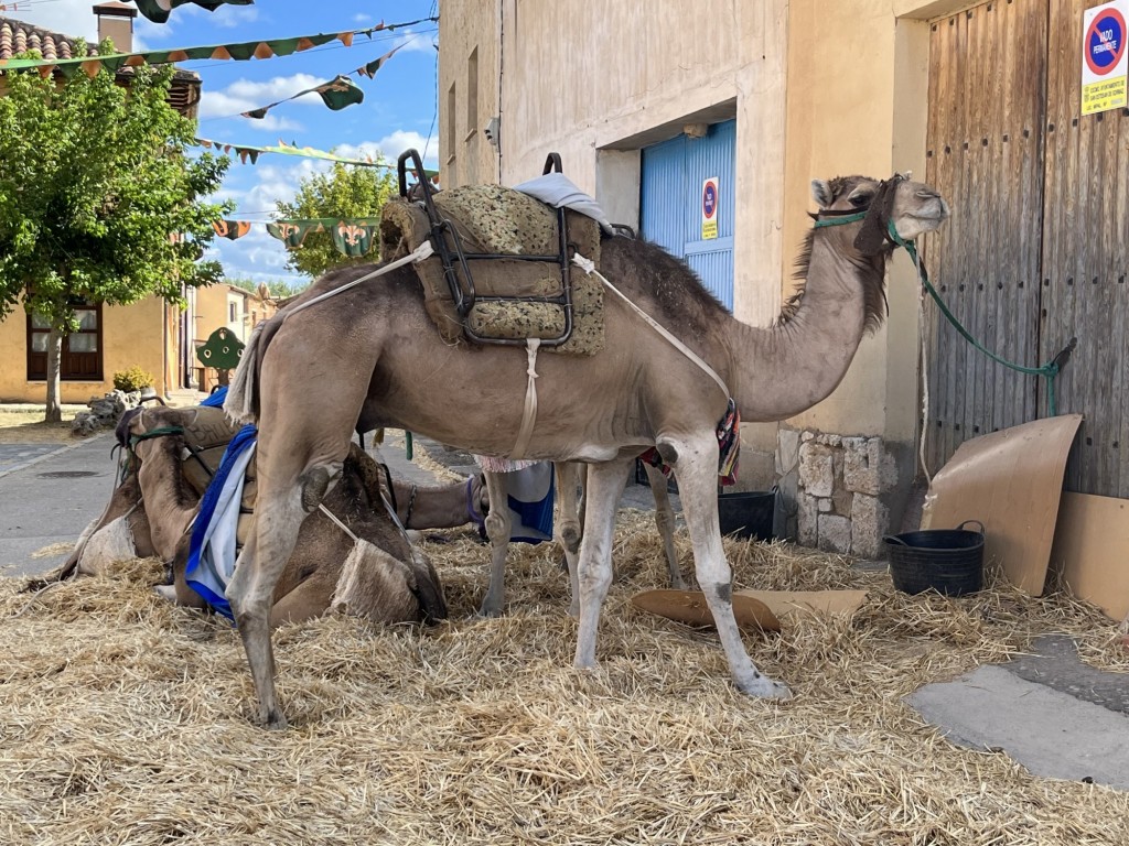 Foto: camellando - San Esteban de Gormaz (Soria), España