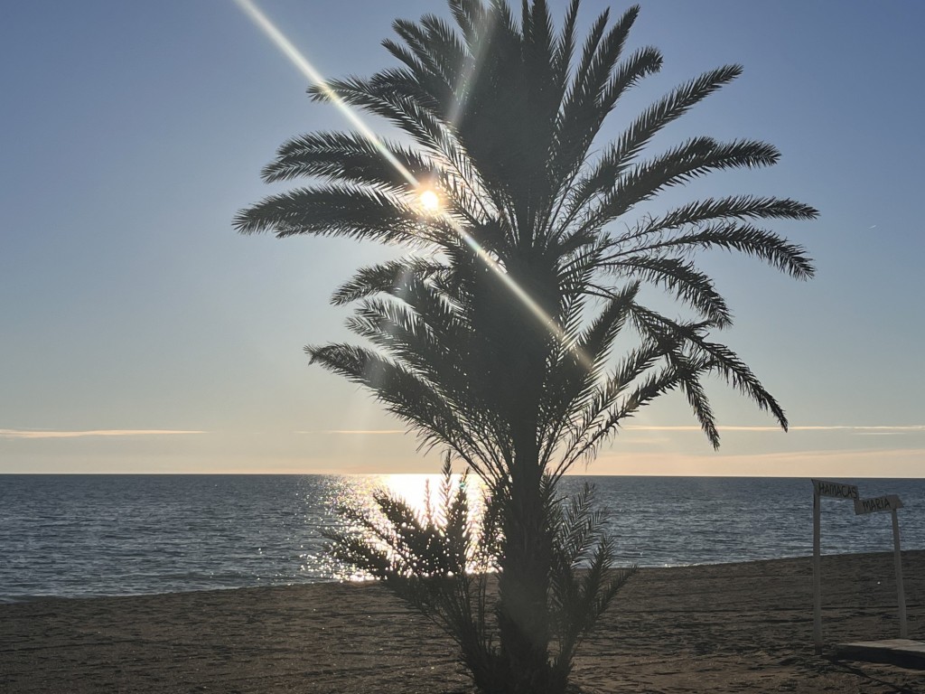 Foto: palmeras en la arena - Torrox (Málaga), España