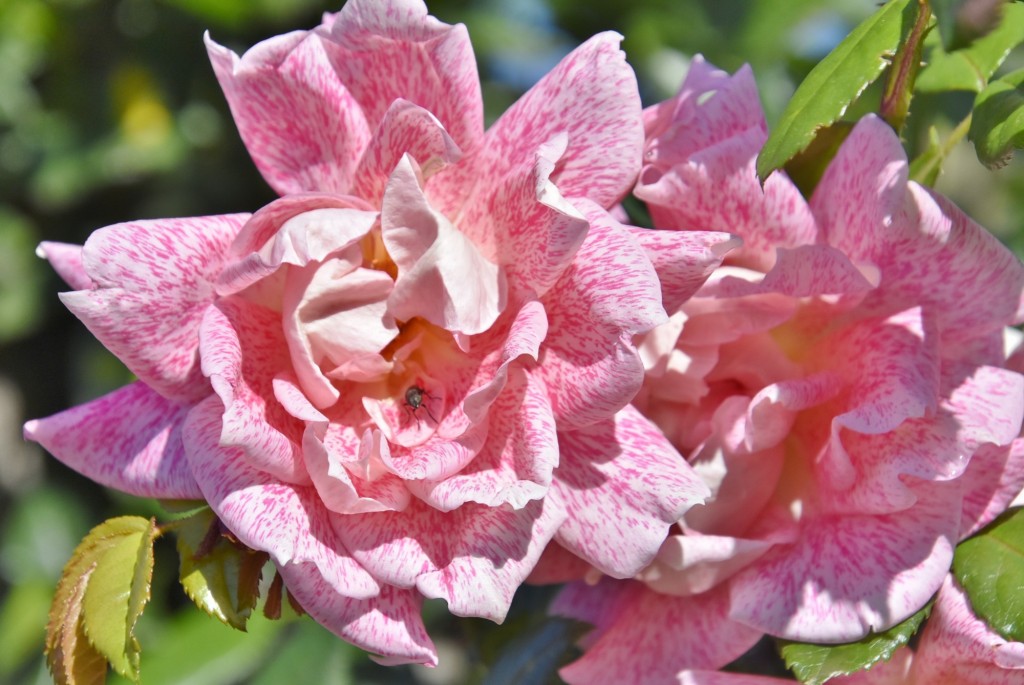 Foto: Parque Cervantes - Barcelona (Cataluña), España
