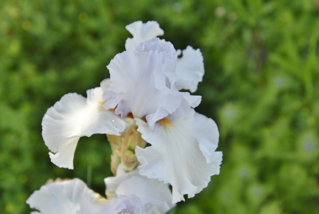 Foto: Parque Cervantes - Barcelona (Cataluña), España