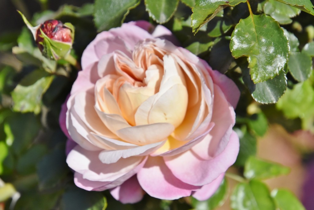 Foto: Parque Cervantes - Barcelona (Cataluña), España