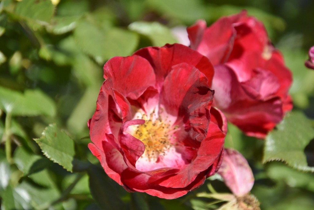 Foto: Parque Cervantes - Barcelona (Cataluña), España