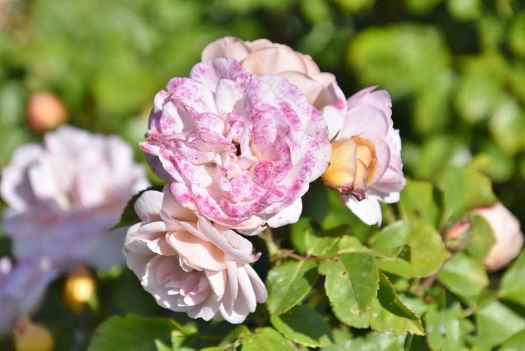 Foto: Parque Cervantes - Barcelona (Cataluña), España