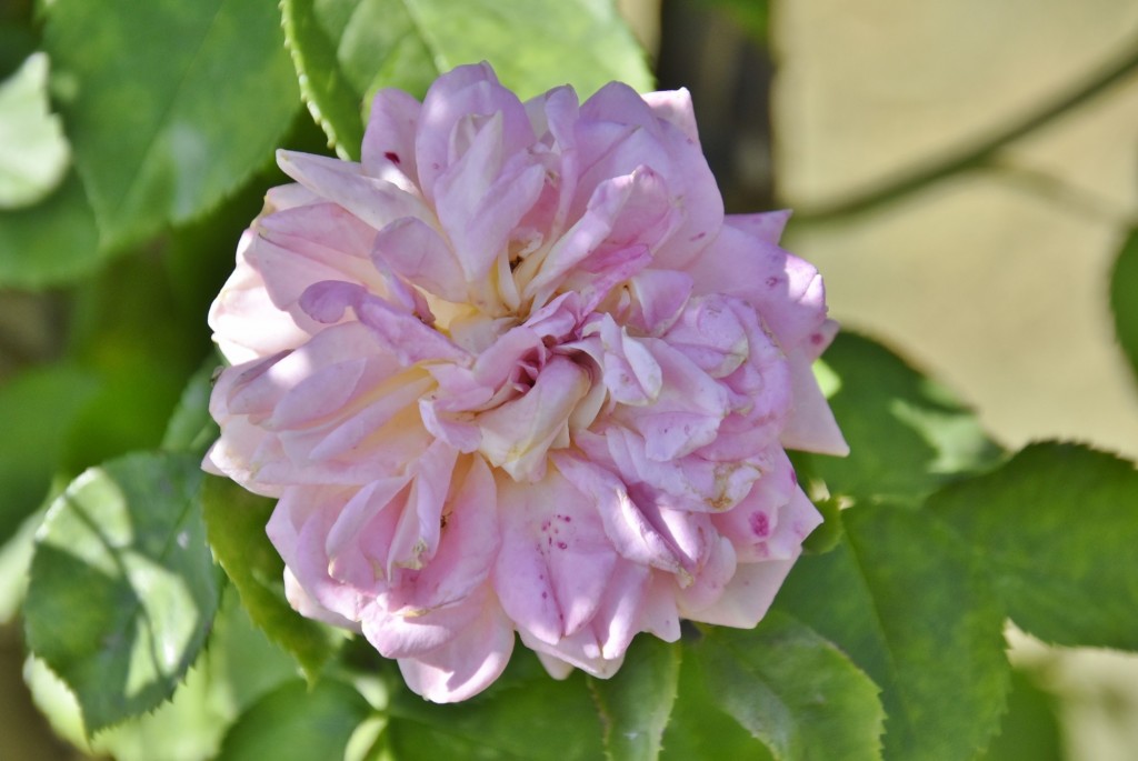 Foto: Parque Cervantes - Barcelona (Cataluña), España