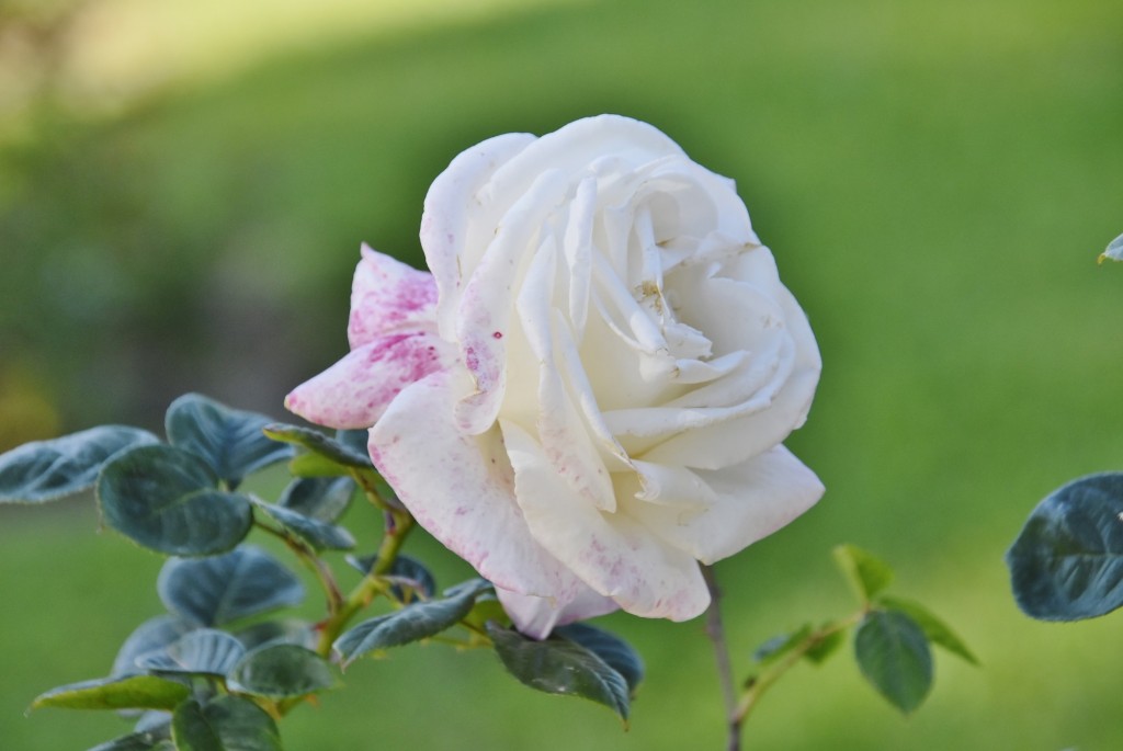 Foto: Parque Cervantes - Barcelona (Cataluña), España
