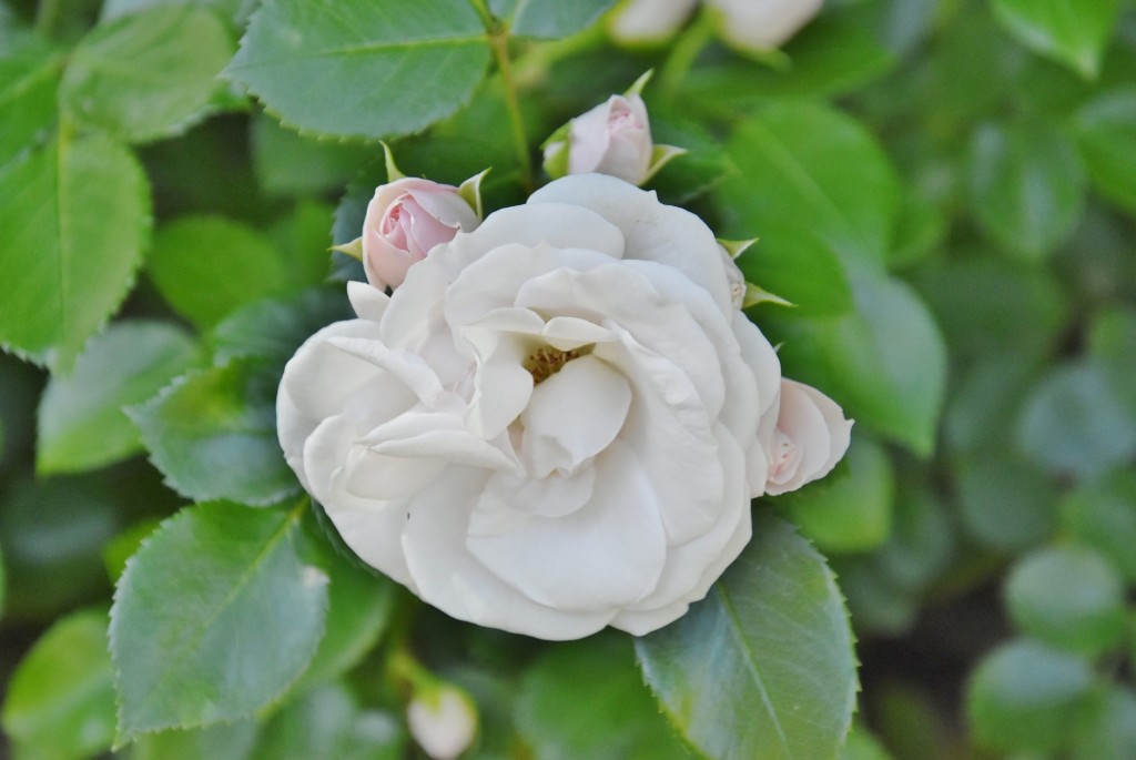 Foto: Parque Cervantes - Barcelona (Cataluña), España