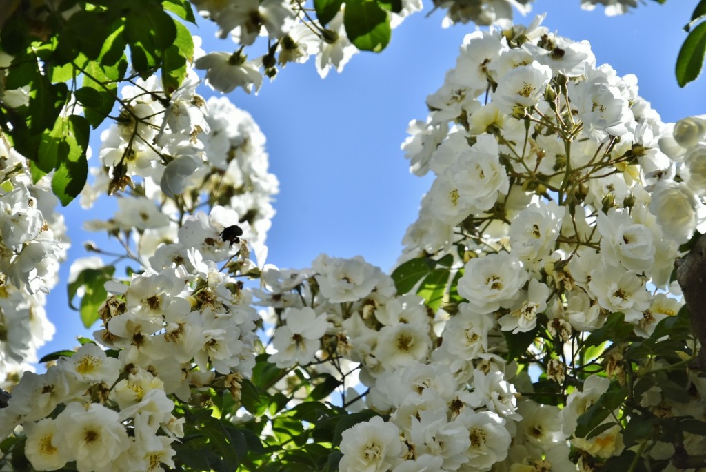 Foto: Parque Cervantes - Barcelona (Cataluña), España