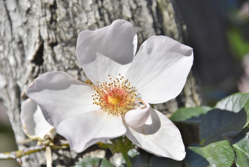 Foto: Parque Cervantes - Barcelona (Cataluña), España