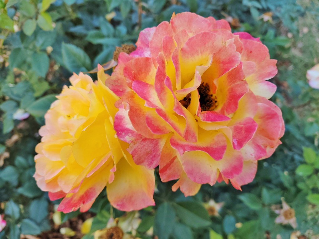 Foto: Parque Cervantes - Barcelona (Cataluña), España