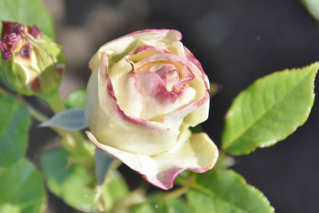 Foto: Parque Cervantes - Barcelona (Cataluña), España