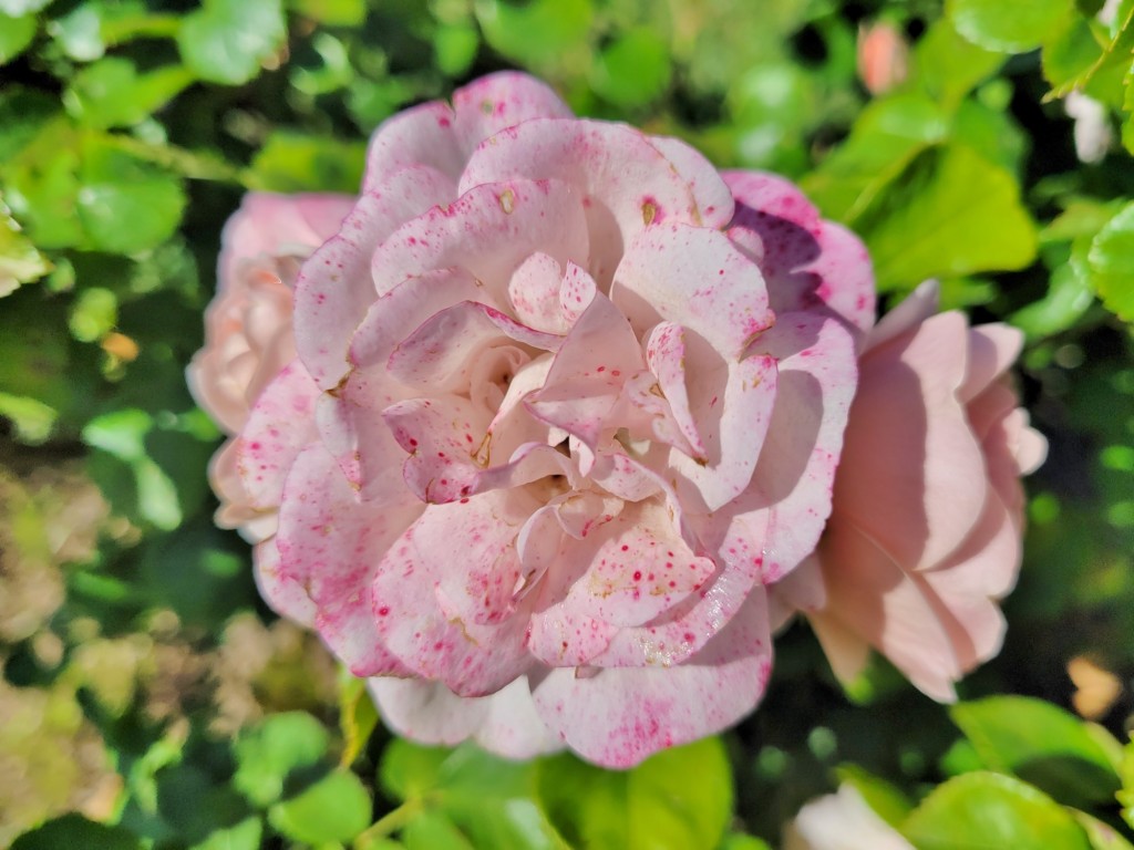 Foto: Parque Cervantes - Barcelona (Cataluña), España