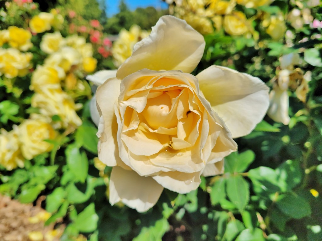 Foto: Parque Cervantes - Barcelona (Cataluña), España