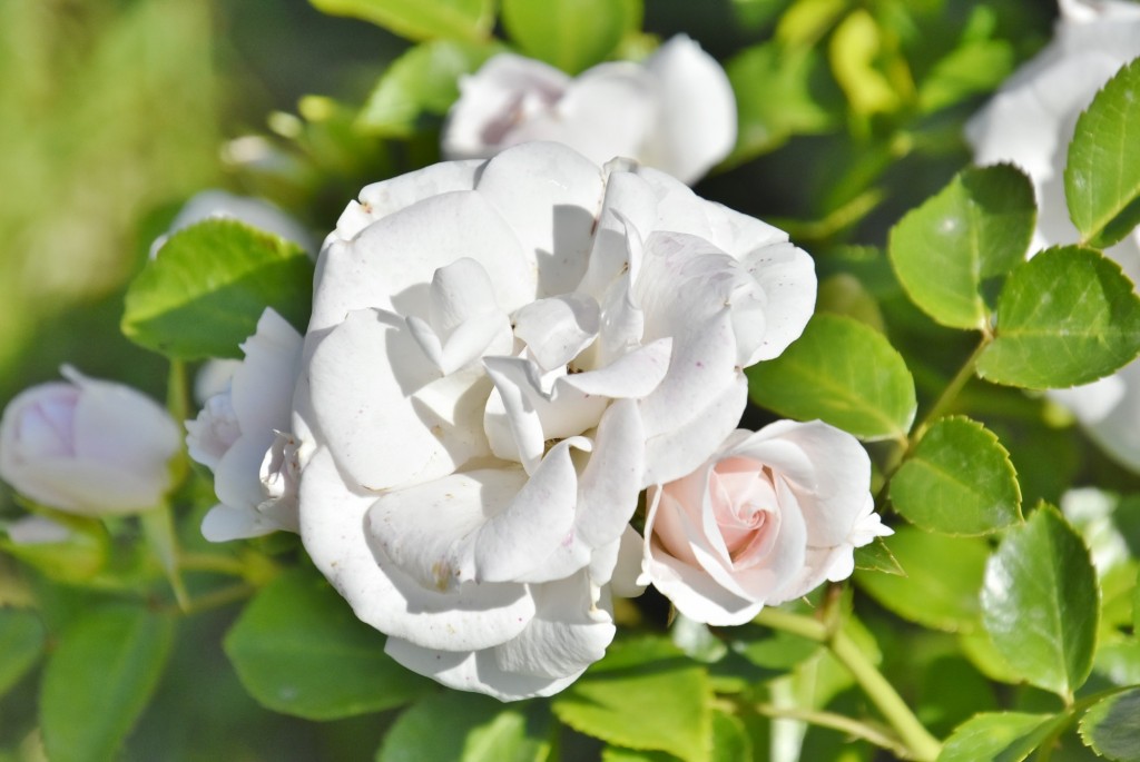 Foto: Parque Cervantes - Barcelona (Cataluña), España