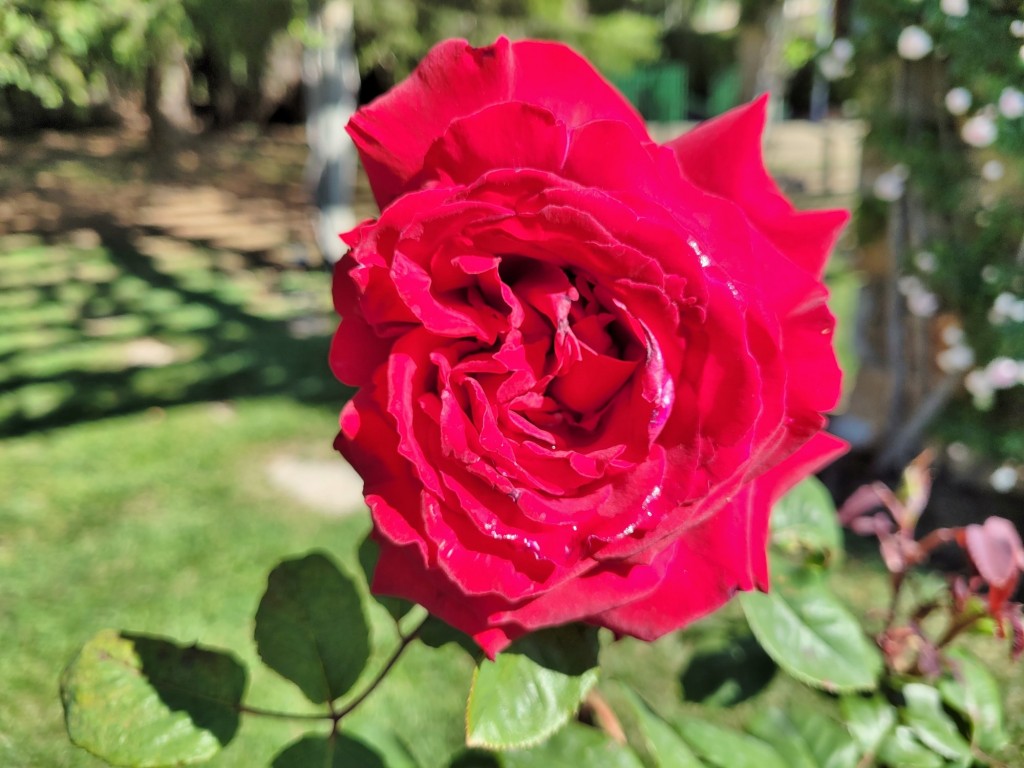 Foto: Parque Cervantes - Barcelona (Cataluña), España