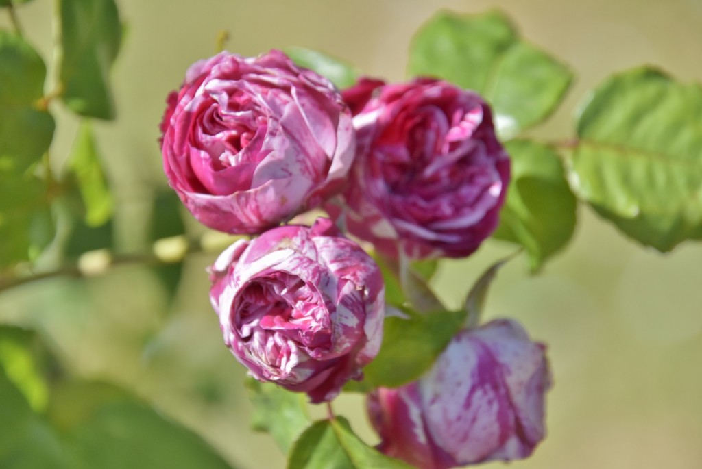 Foto: Parque Cervantes - Barcelona (Cataluña), España