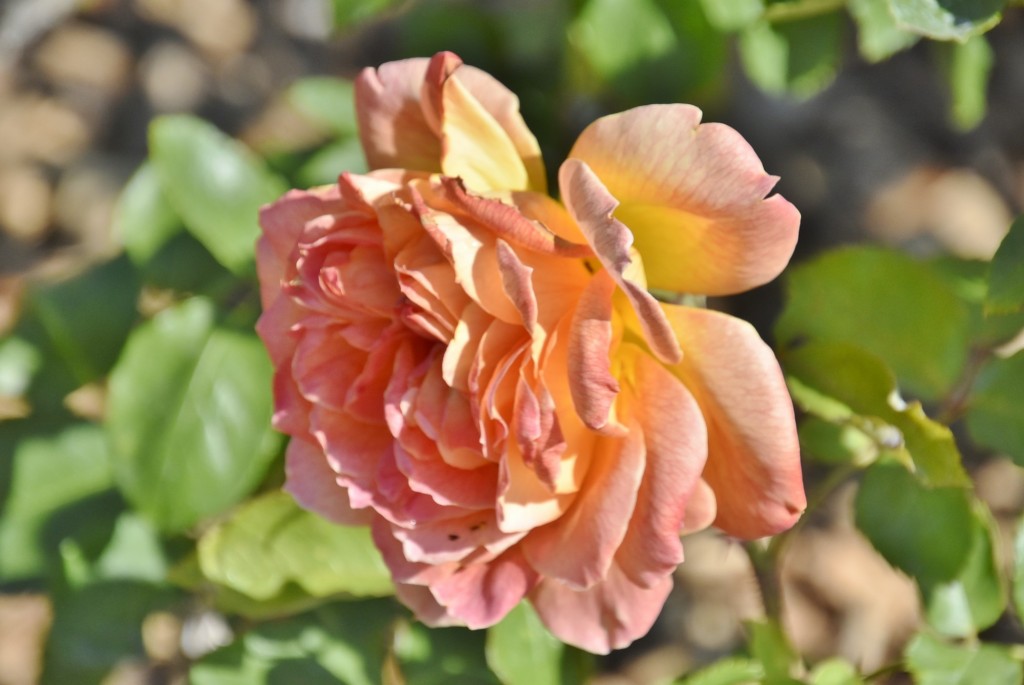 Foto: Parque Cervantes - Barcelona (Cataluña), España