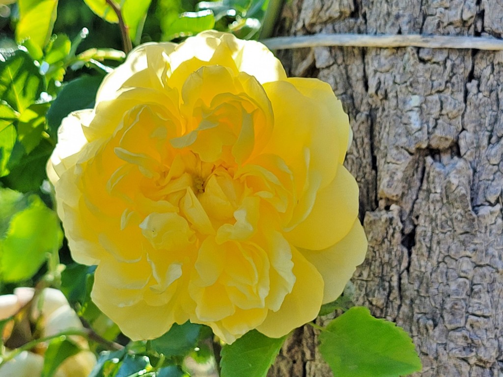 Foto: Parque Cervantes - Barcelona (Cataluña), España