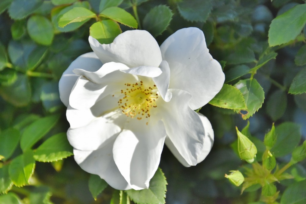 Foto: Parque Cervantes - Barcelona (Cataluña), España