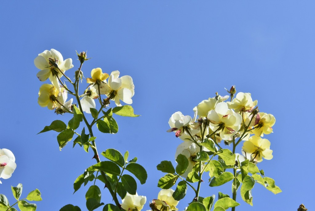 Foto: Parque Cervantes - Barcelona (Cataluña), España