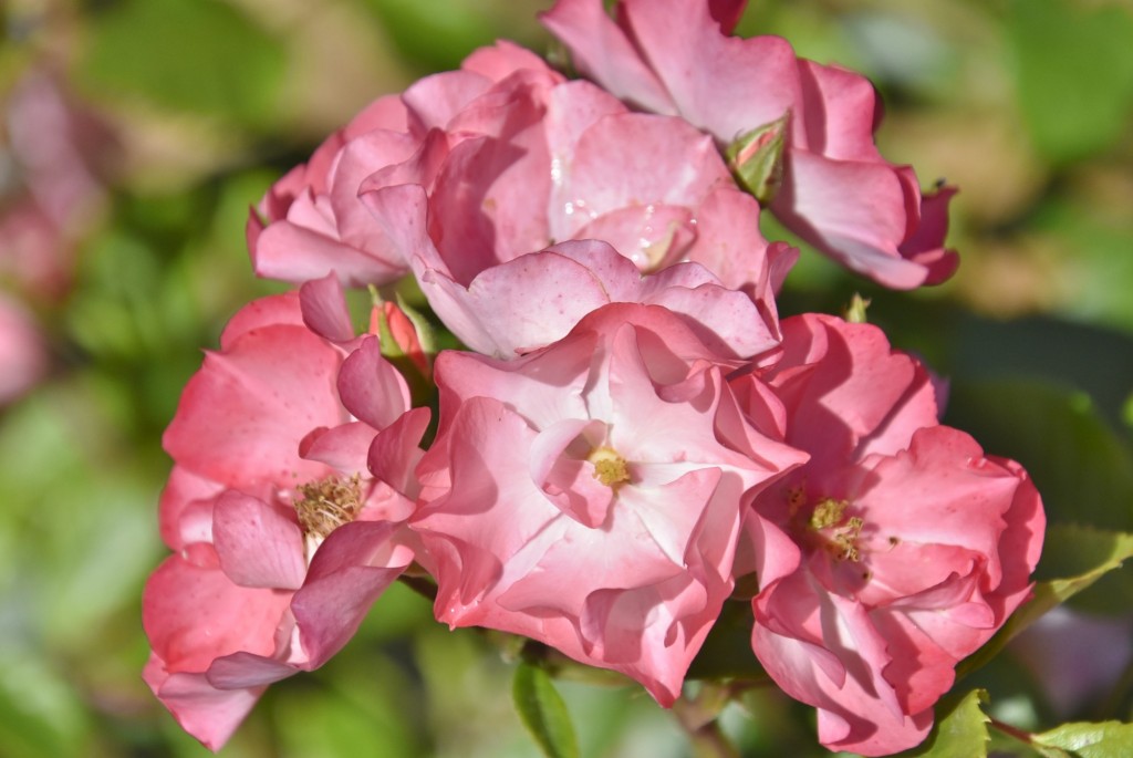 Foto: Parque Cervantes - Barcelona (Cataluña), España