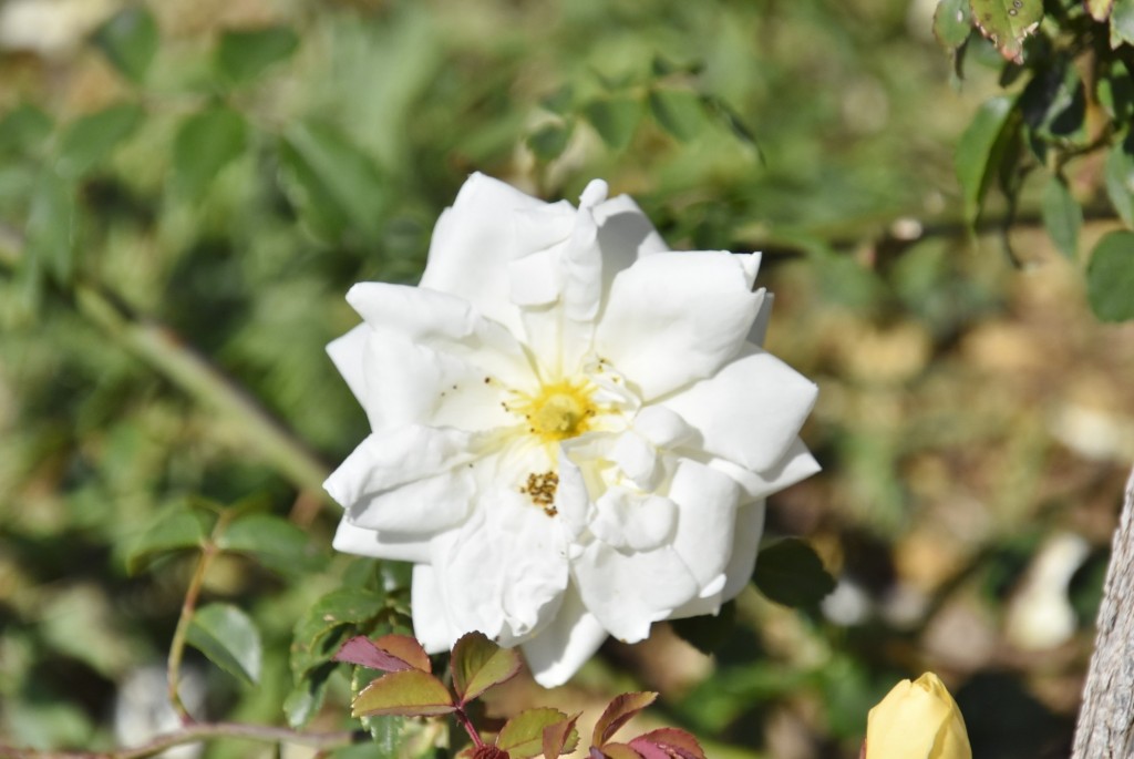 Foto: Parque Cervantes - Barcelona (Cataluña), España