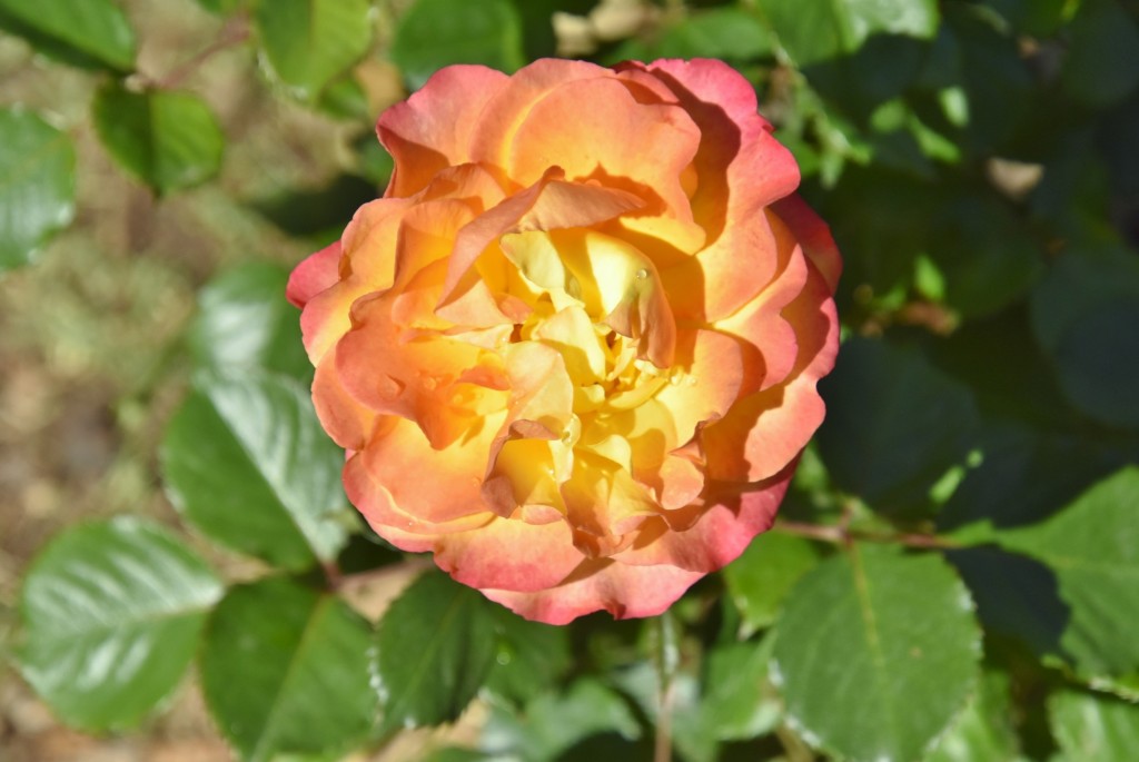 Foto: Parque Cervantes - Barcelona (Cataluña), España