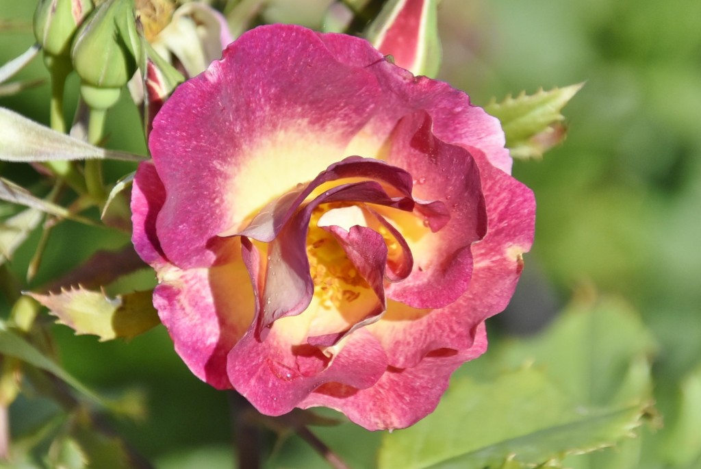 Foto: Parque Cervantes - Barcelona (Cataluña), España