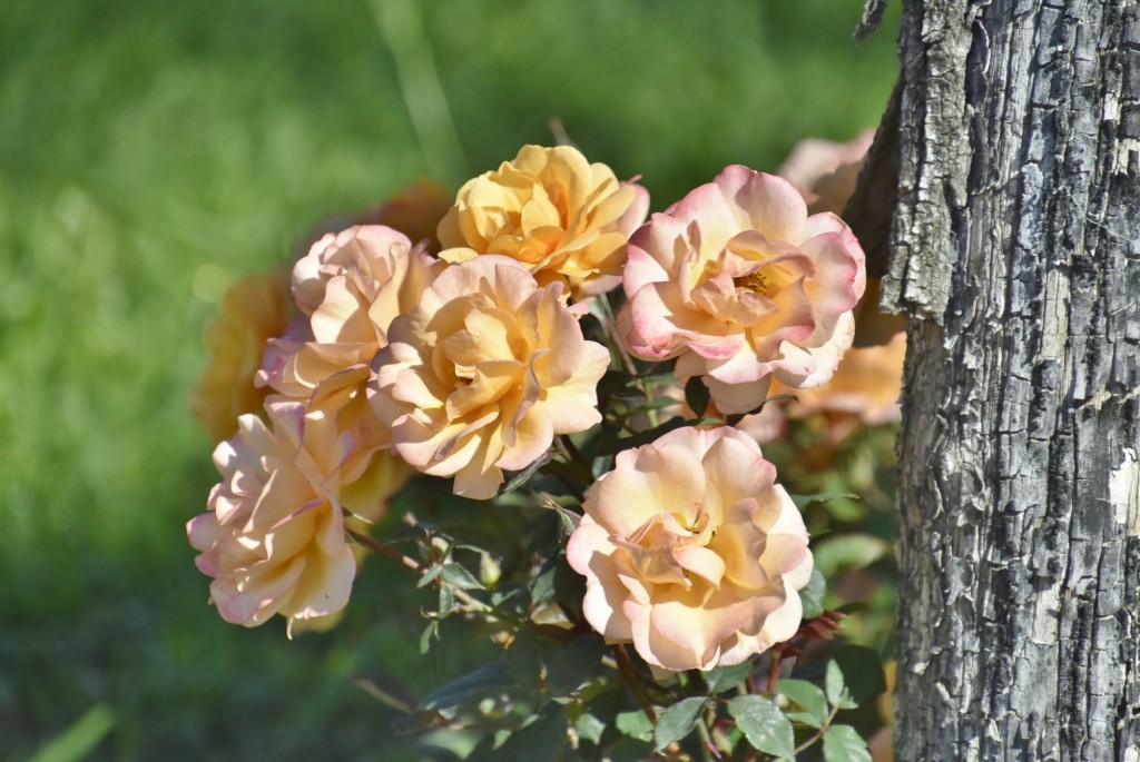 Foto: Parque Cervantes - Barcelona (Cataluña), España