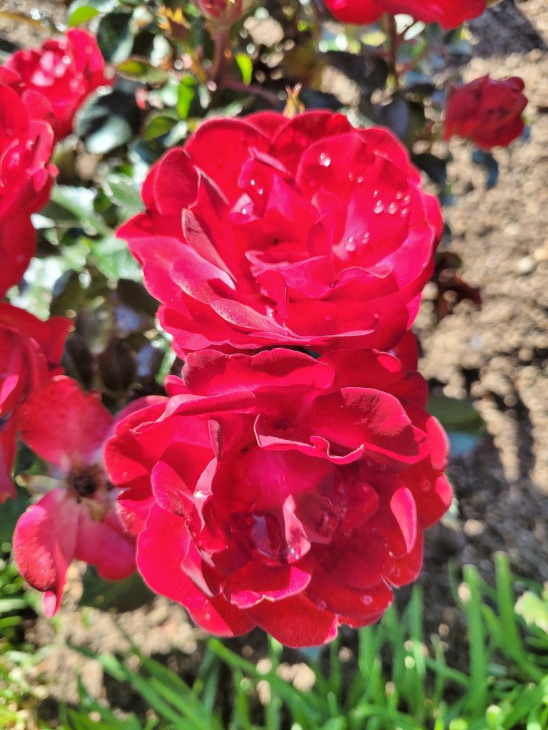 Foto: Parque Cervantes - Barcelona (Cataluña), España