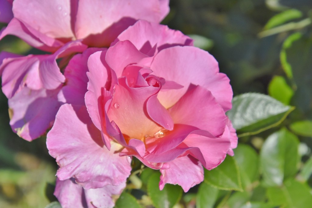 Foto: Parque Cervantes - Barcelona (Cataluña), España