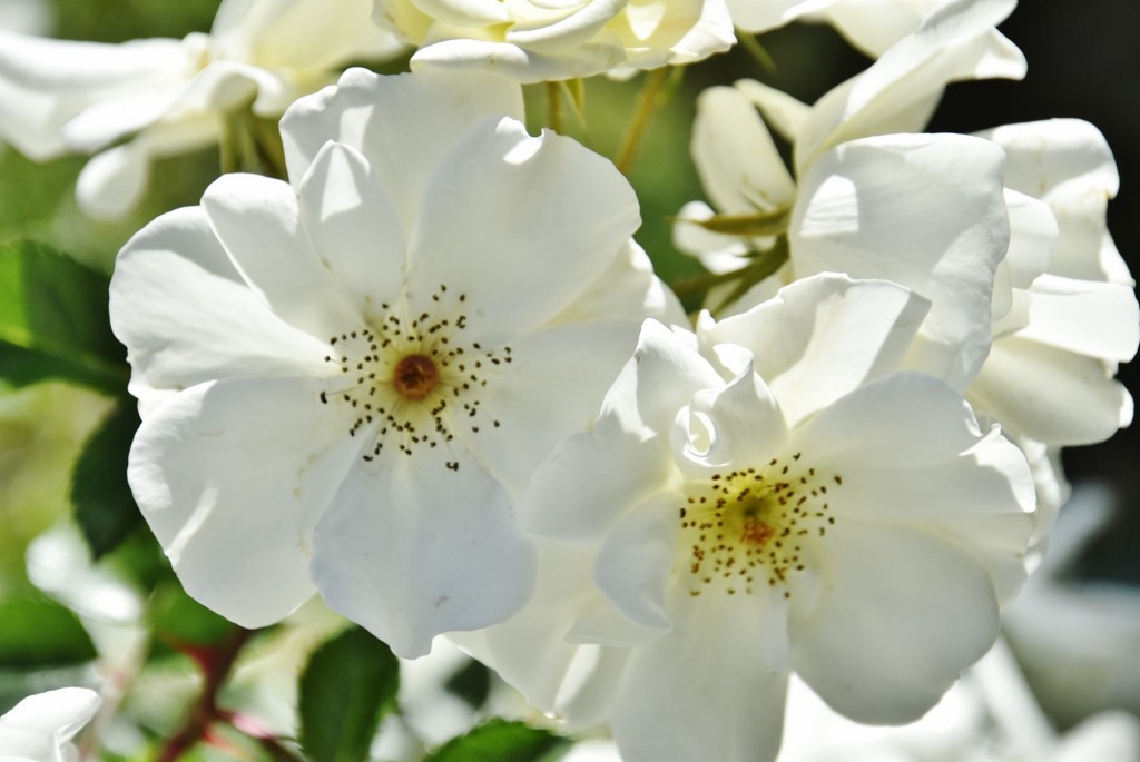 Foto: Parque Cervantes - Barcelona (Cataluña), España