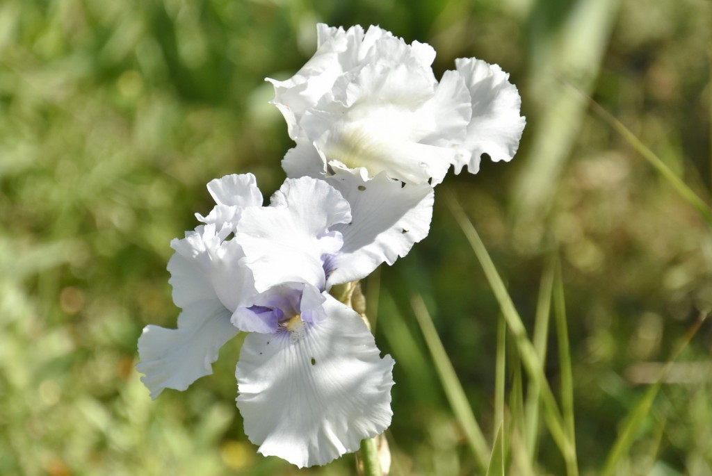 Foto: Parque Cervantes - Barcelona (Cataluña), España