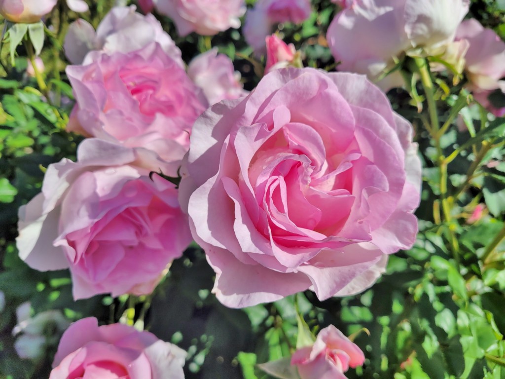 Foto: Parque Cervantes - Barcelona (Cataluña), España