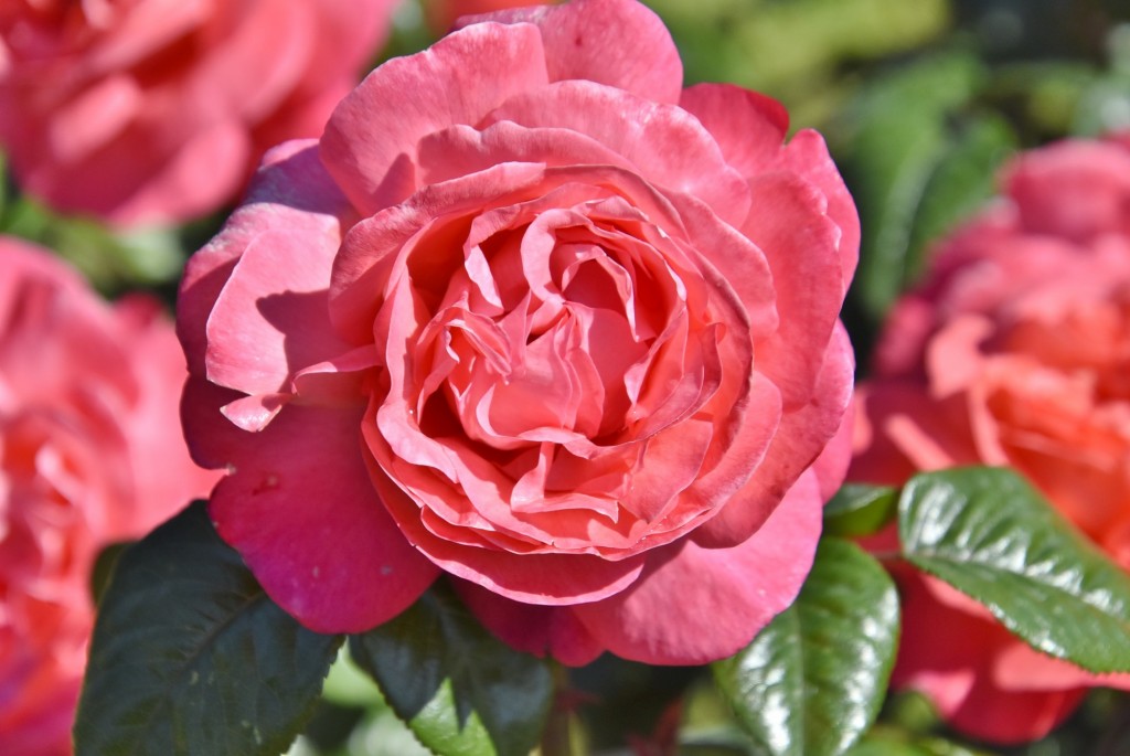 Foto: Parque Cervantes - Barcelona (Cataluña), España