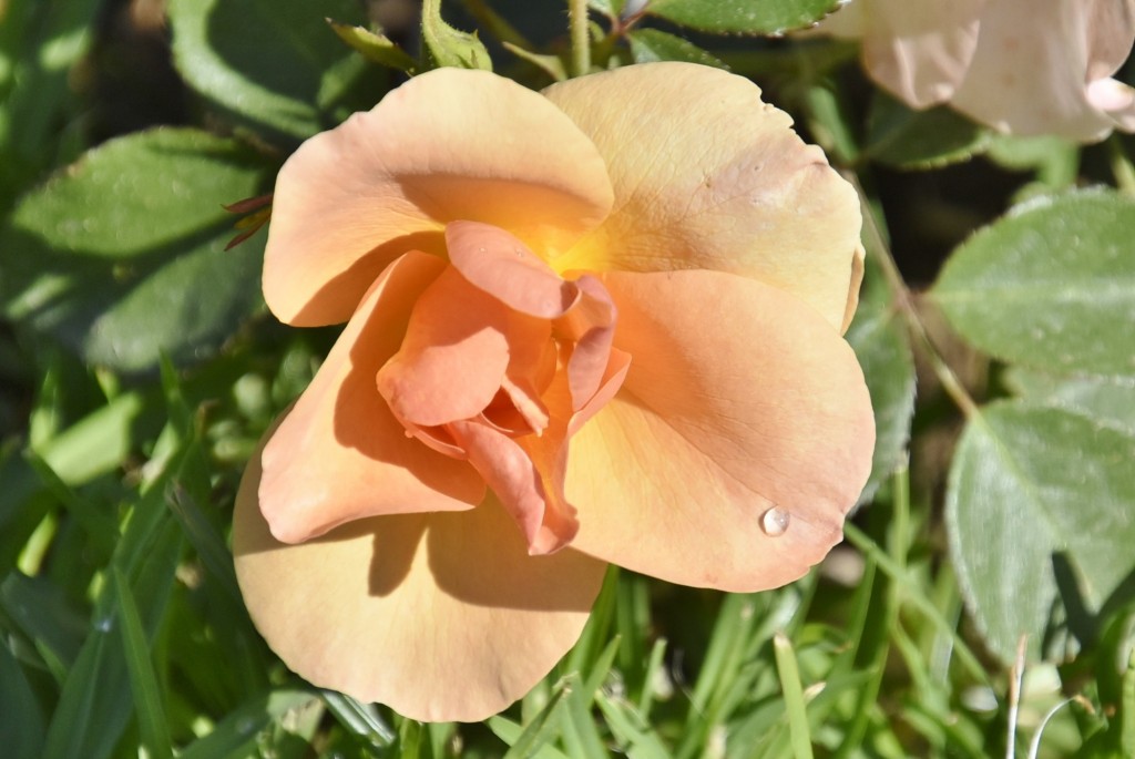 Foto: Parque Cervantes - Barcelona (Cataluña), España