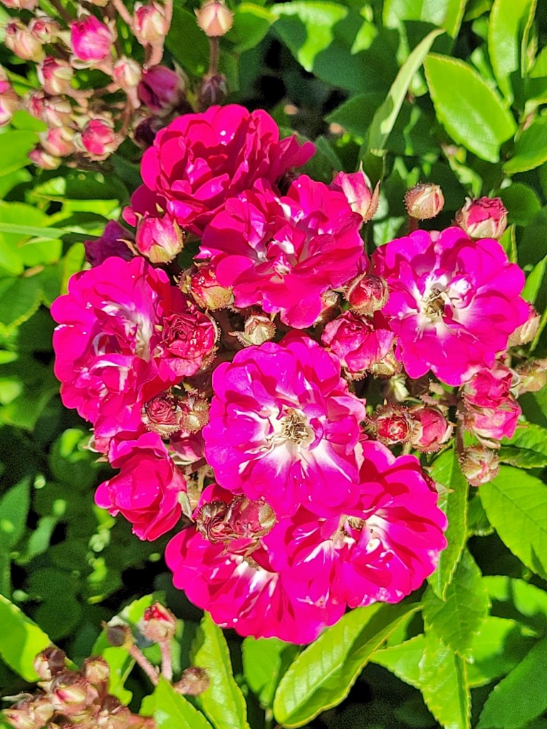 Foto: Parque Cervantes - Barcelona (Cataluña), España