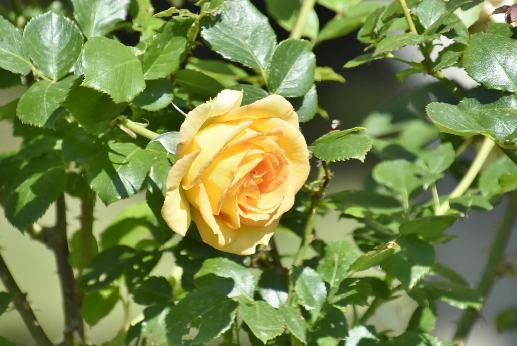 Foto: Parque Cervantes - Barcelona (Cataluña), España