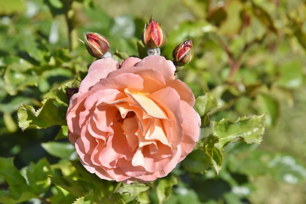 Foto: Parque Cervantes - Barcelona (Cataluña), España