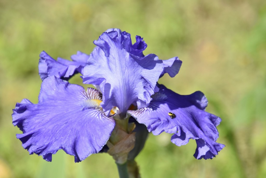 Foto: Parque Cervantes - Barcelona (Cataluña), España