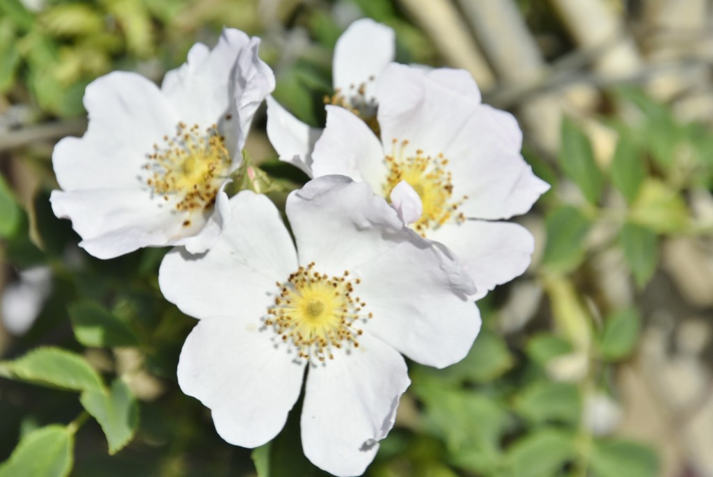 Foto: Parque Cervantes - Barcelona (Cataluña), España