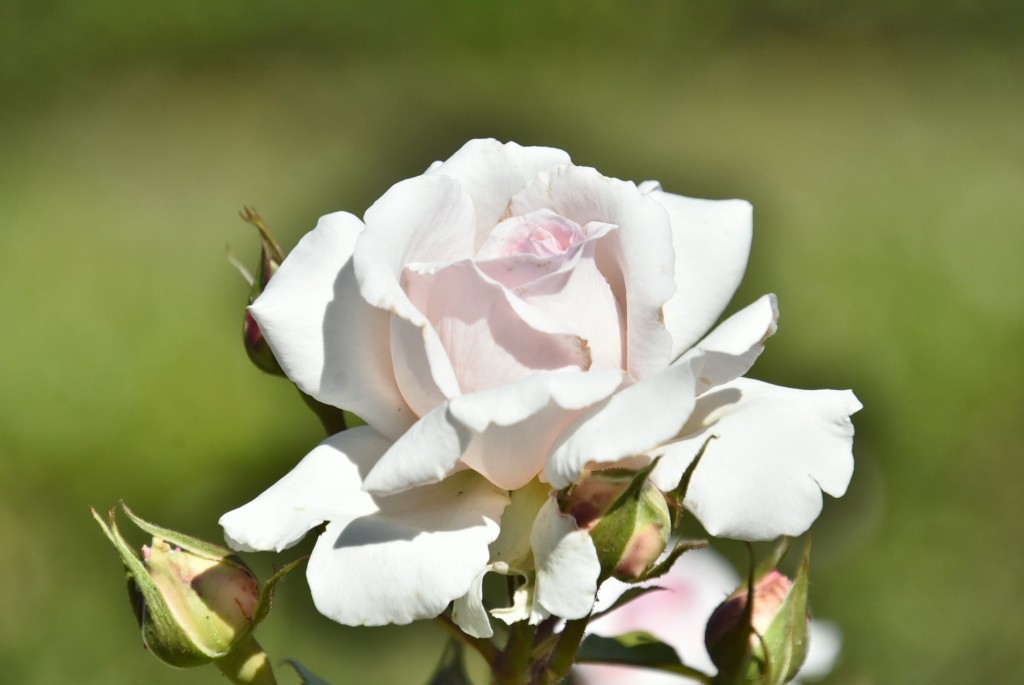 Foto: Parque Cervantes - Barcelona (Cataluña), España