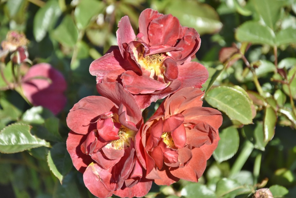 Foto: Parque Cervantes - Barcelona (Cataluña), España