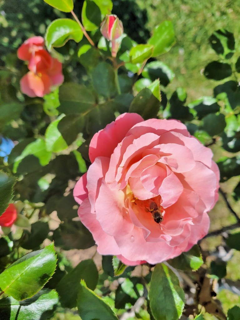 Foto: Parque Cervantes - Barcelona (Cataluña), España