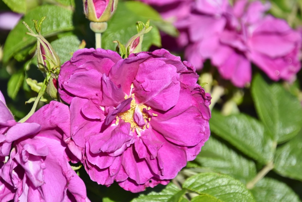 Foto: Parque Cervantes - Barcelona (Cataluña), España