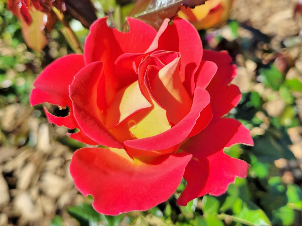 Foto: Parque Cervantes - Barcelona (Cataluña), España