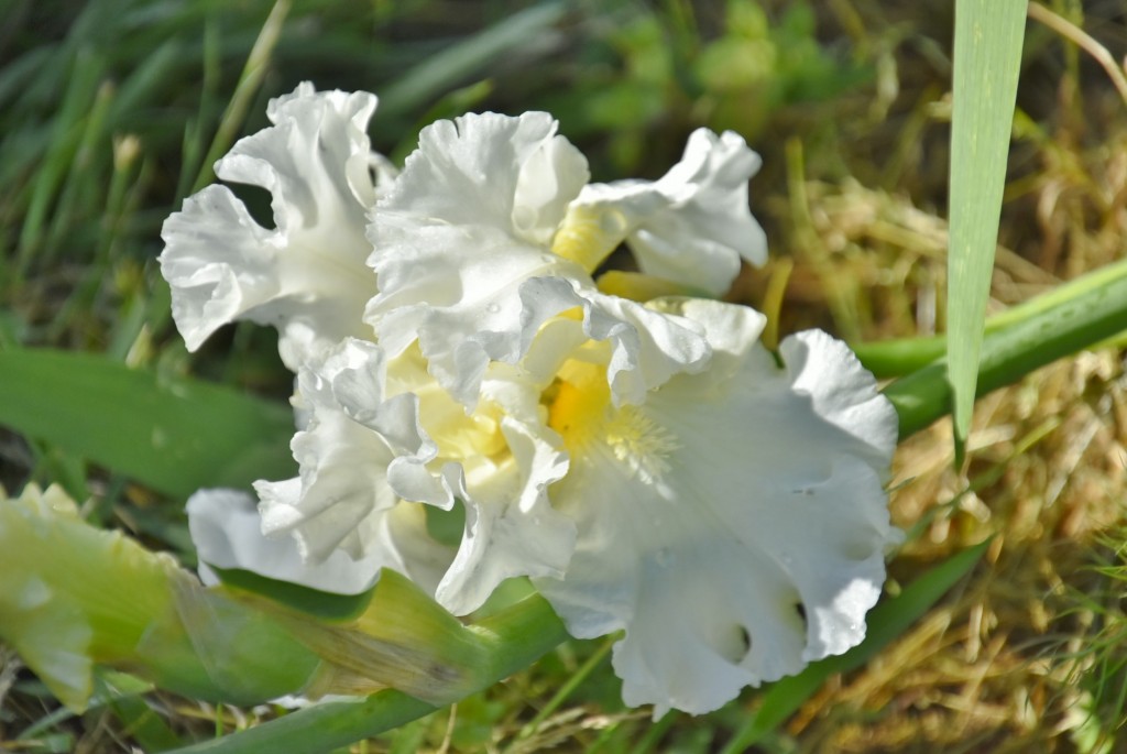 Foto: Parque Cervantes - Barcelona (Cataluña), España