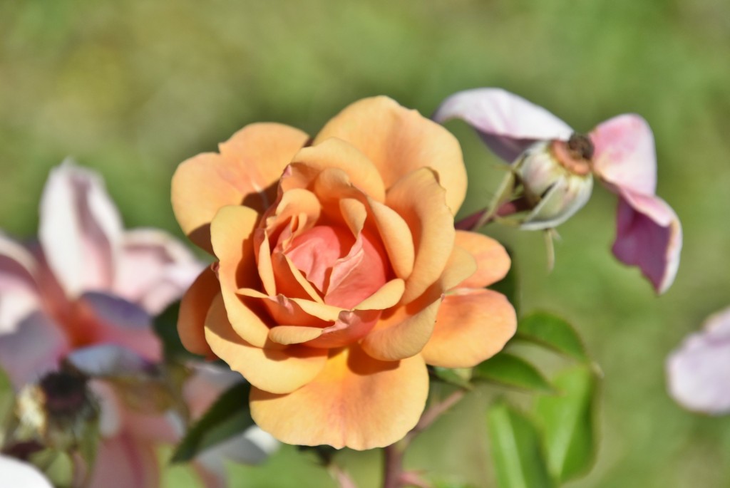 Foto: Parque Cervantes - Barcelona (Cataluña), España