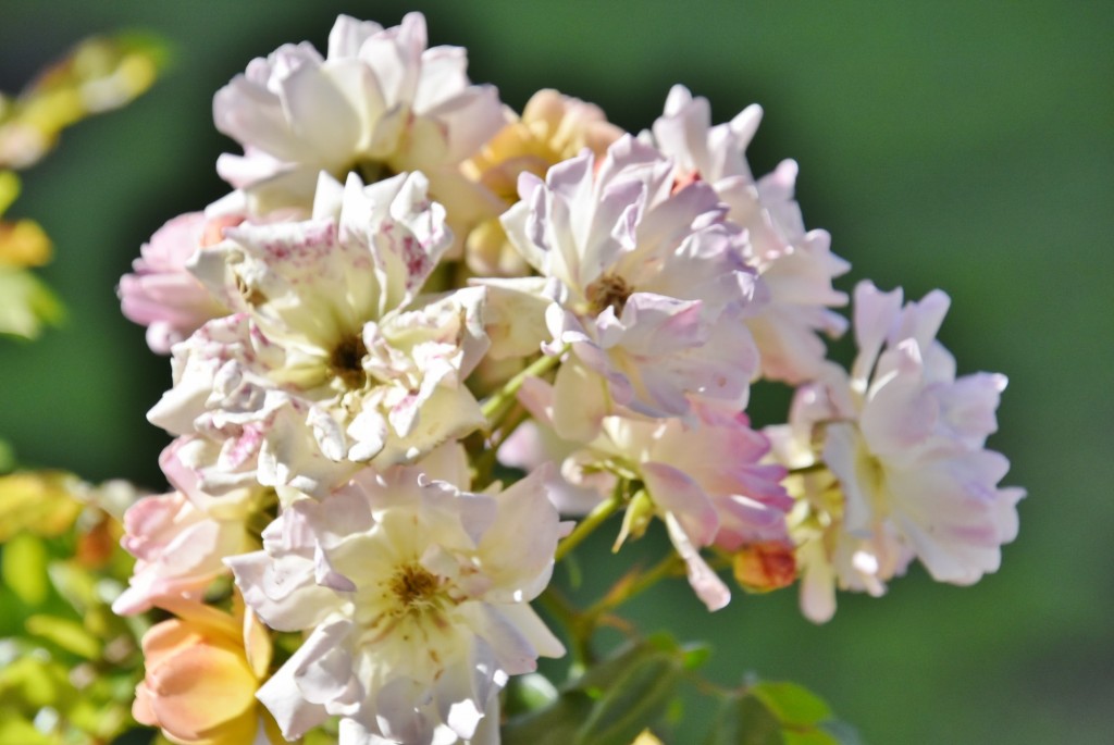 Foto: Parque Cervantes - Barcelona (Cataluña), España
