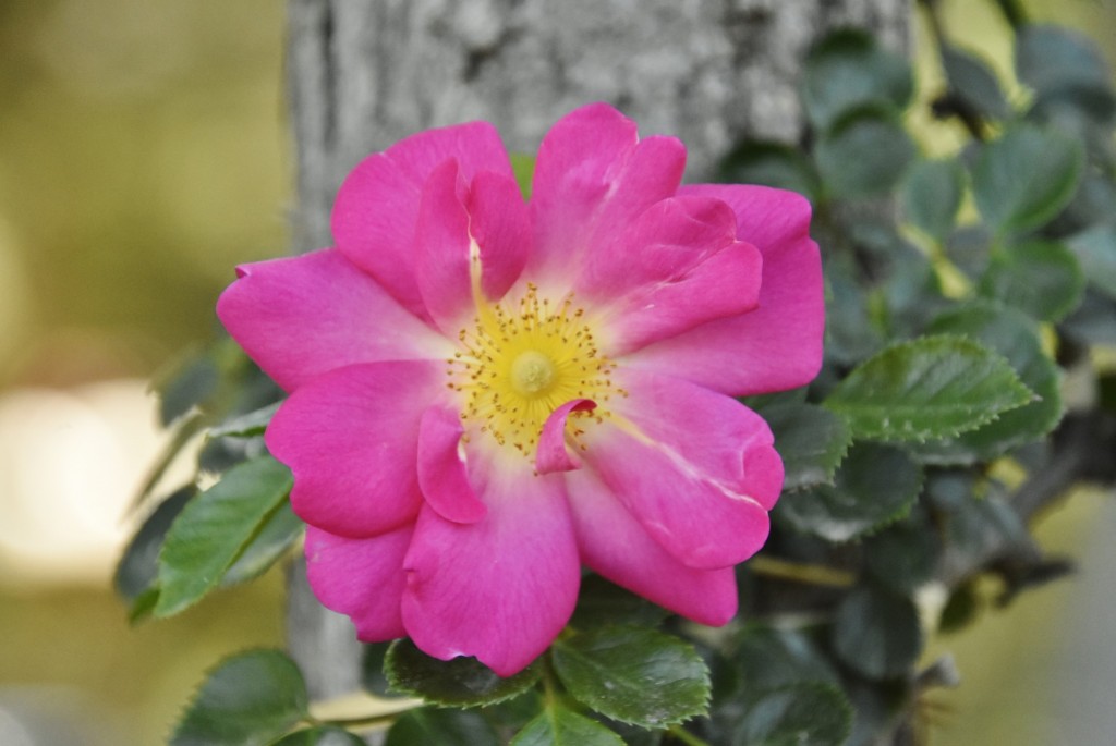 Foto: Parque Cervantes - Barcelona (Cataluña), España
